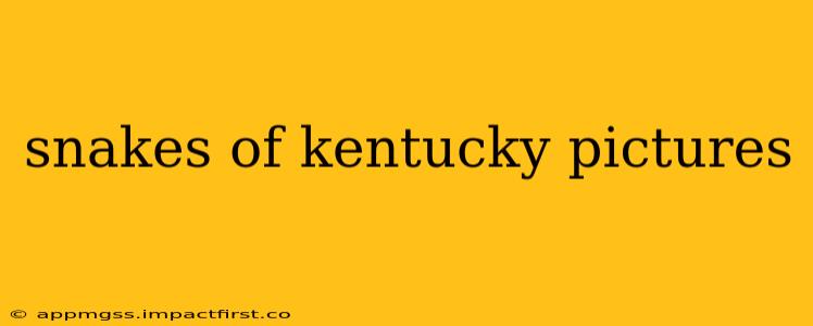 snakes of kentucky pictures
