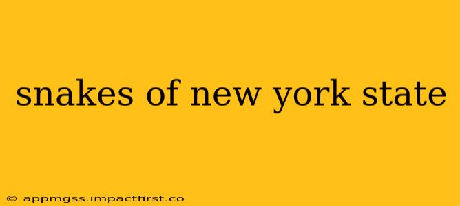 snakes of new york state