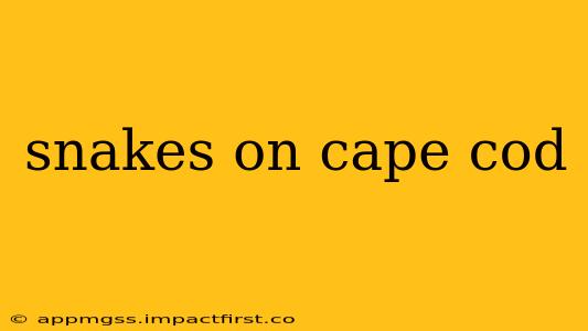 snakes on cape cod