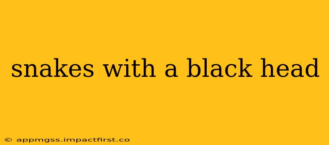 snakes with a black head