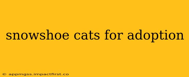 snowshoe cats for adoption