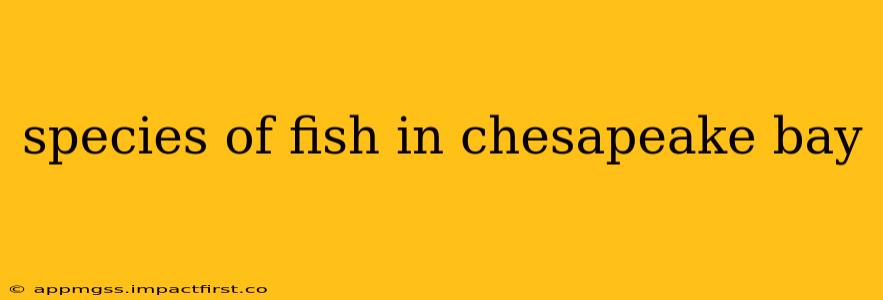 species of fish in chesapeake bay