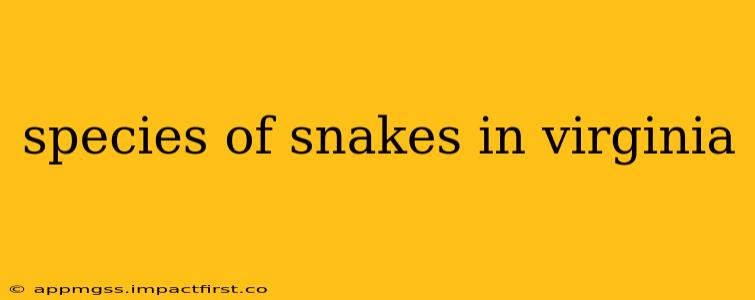 species of snakes in virginia