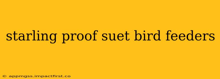 starling proof suet bird feeders