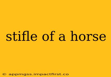 stifle of a horse