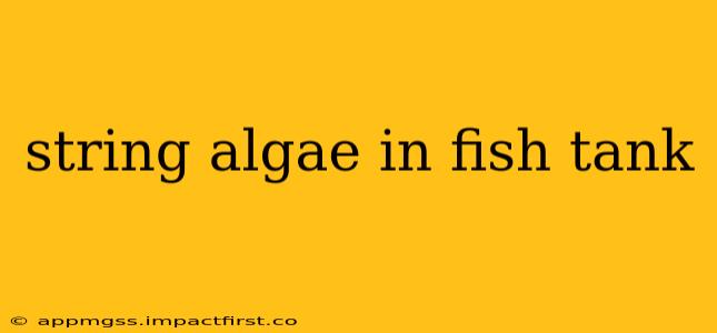 string algae in fish tank