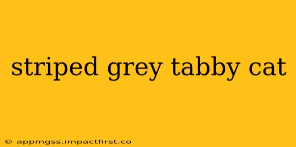 striped grey tabby cat