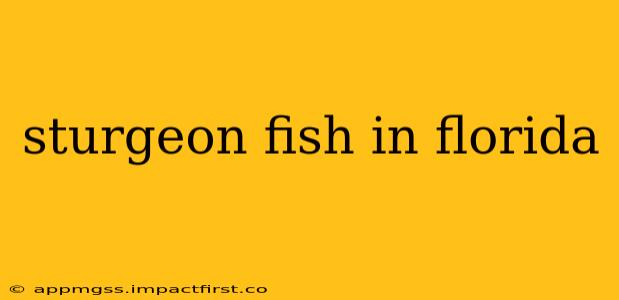 sturgeon fish in florida