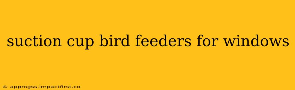 suction cup bird feeders for windows