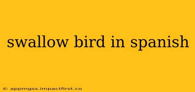 swallow bird in spanish