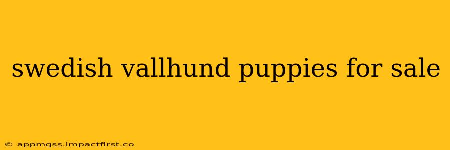swedish vallhund puppies for sale