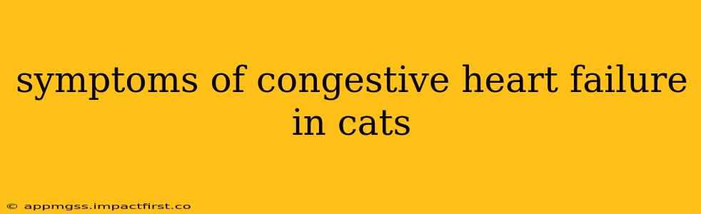 symptoms of congestive heart failure in cats