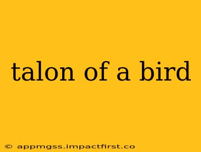 talon of a bird