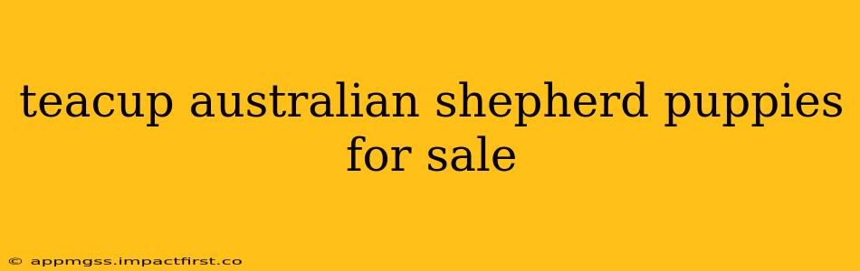 teacup australian shepherd puppies for sale