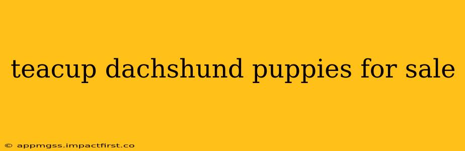 teacup dachshund puppies for sale