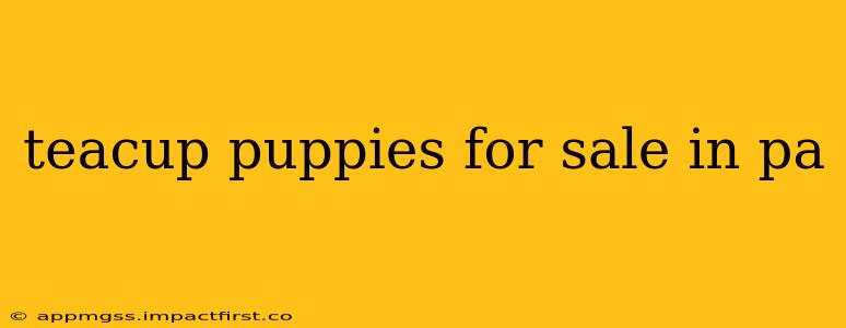 teacup puppies for sale in pa