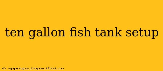 ten gallon fish tank setup