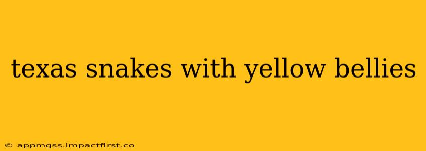 texas snakes with yellow bellies