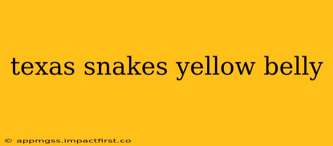texas snakes yellow belly