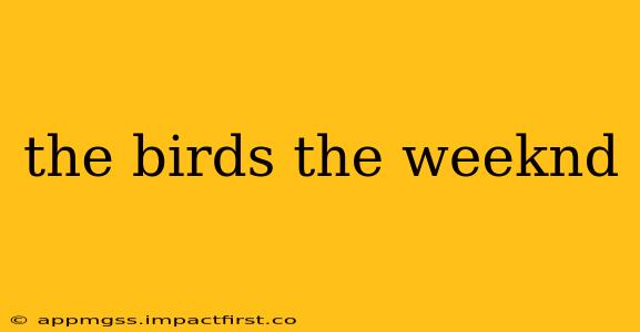 the birds the weeknd