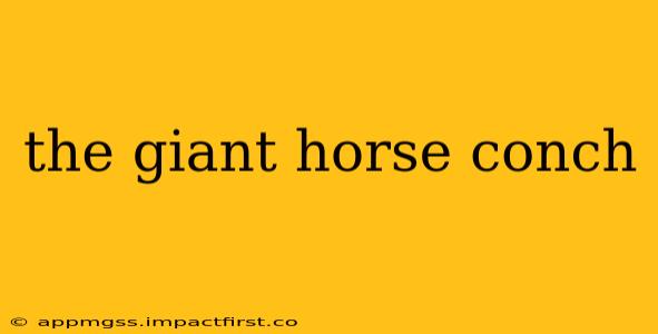 the giant horse conch