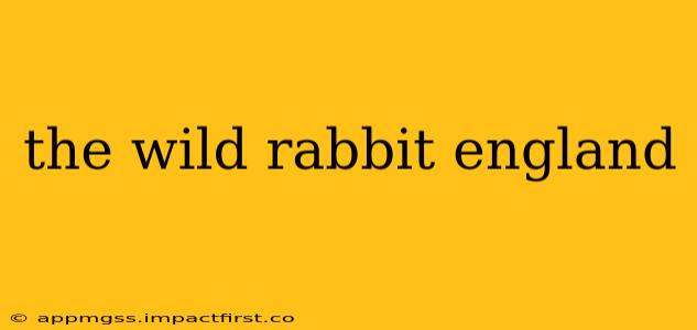 the wild rabbit england