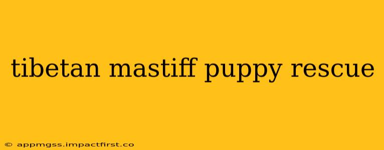 tibetan mastiff puppy rescue