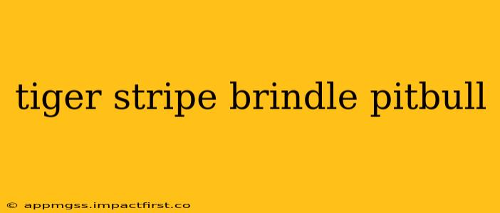 tiger stripe brindle pitbull