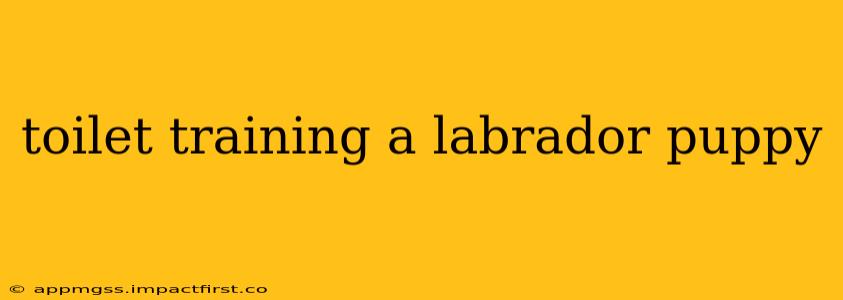 toilet training a labrador puppy