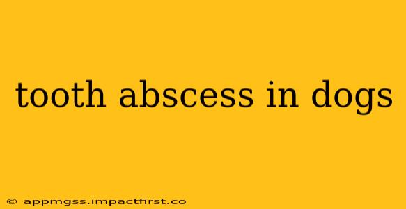 tooth abscess in dogs