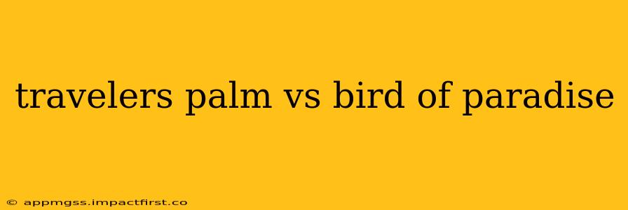 travelers palm vs bird of paradise