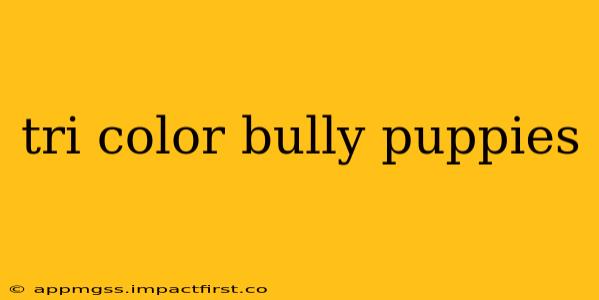 tri color bully puppies