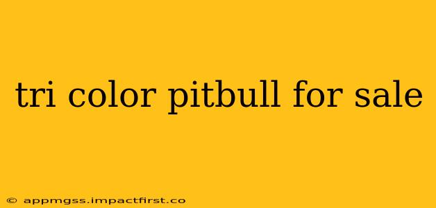 tri color pitbull for sale
