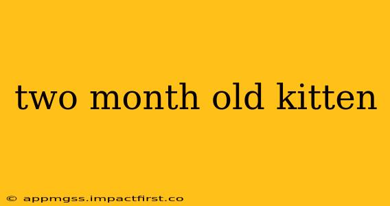 two month old kitten
