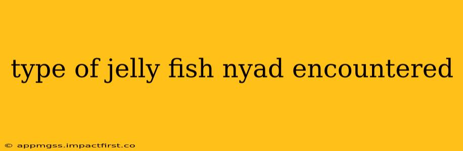 type of jelly fish nyad encountered