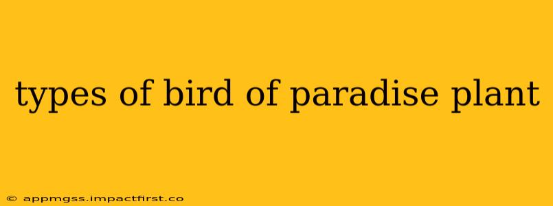 types of bird of paradise plant