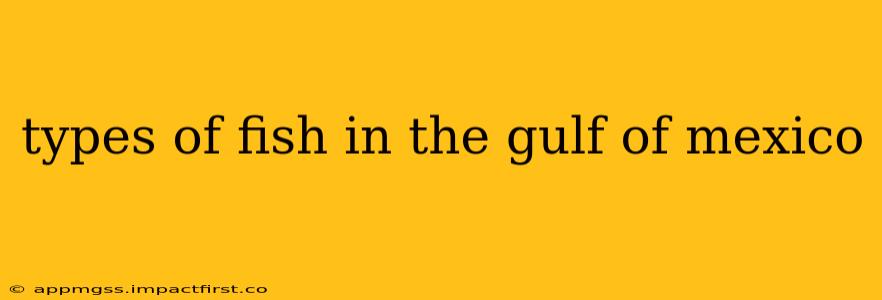 types of fish in the gulf of mexico