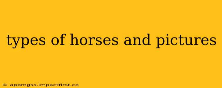 types of horses and pictures