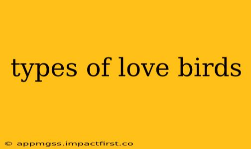 types of love birds