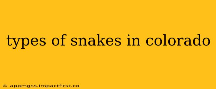 types of snakes in colorado