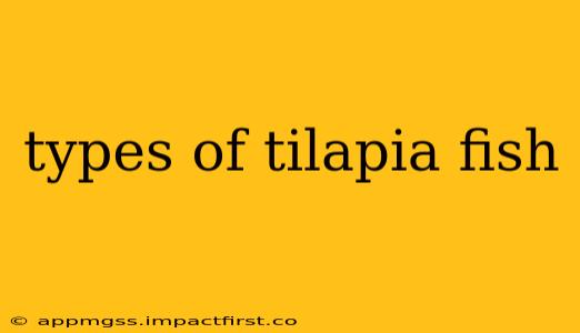types of tilapia fish