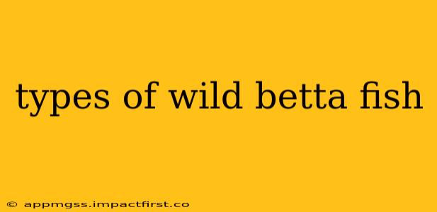 types of wild betta fish