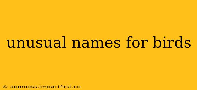unusual names for birds