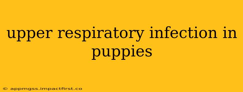 upper respiratory infection in puppies
