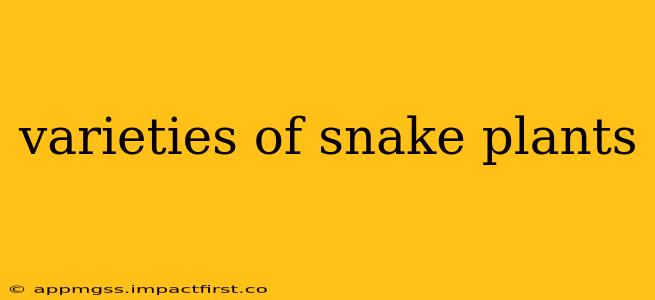varieties of snake plants