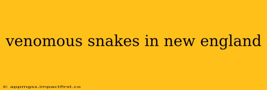 venomous snakes in new england