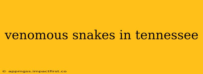 venomous snakes in tennessee
