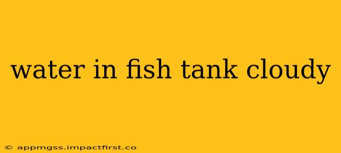 water in fish tank cloudy