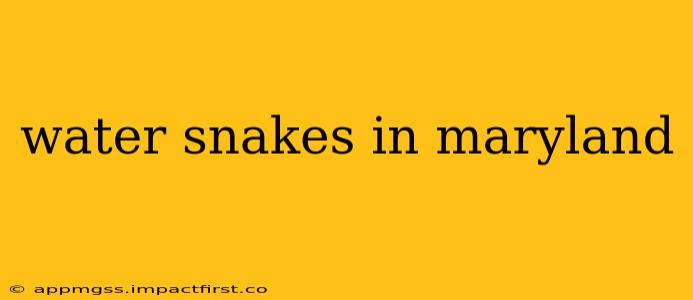 water snakes in maryland