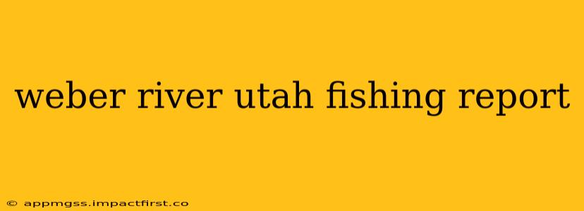 weber river utah fishing report